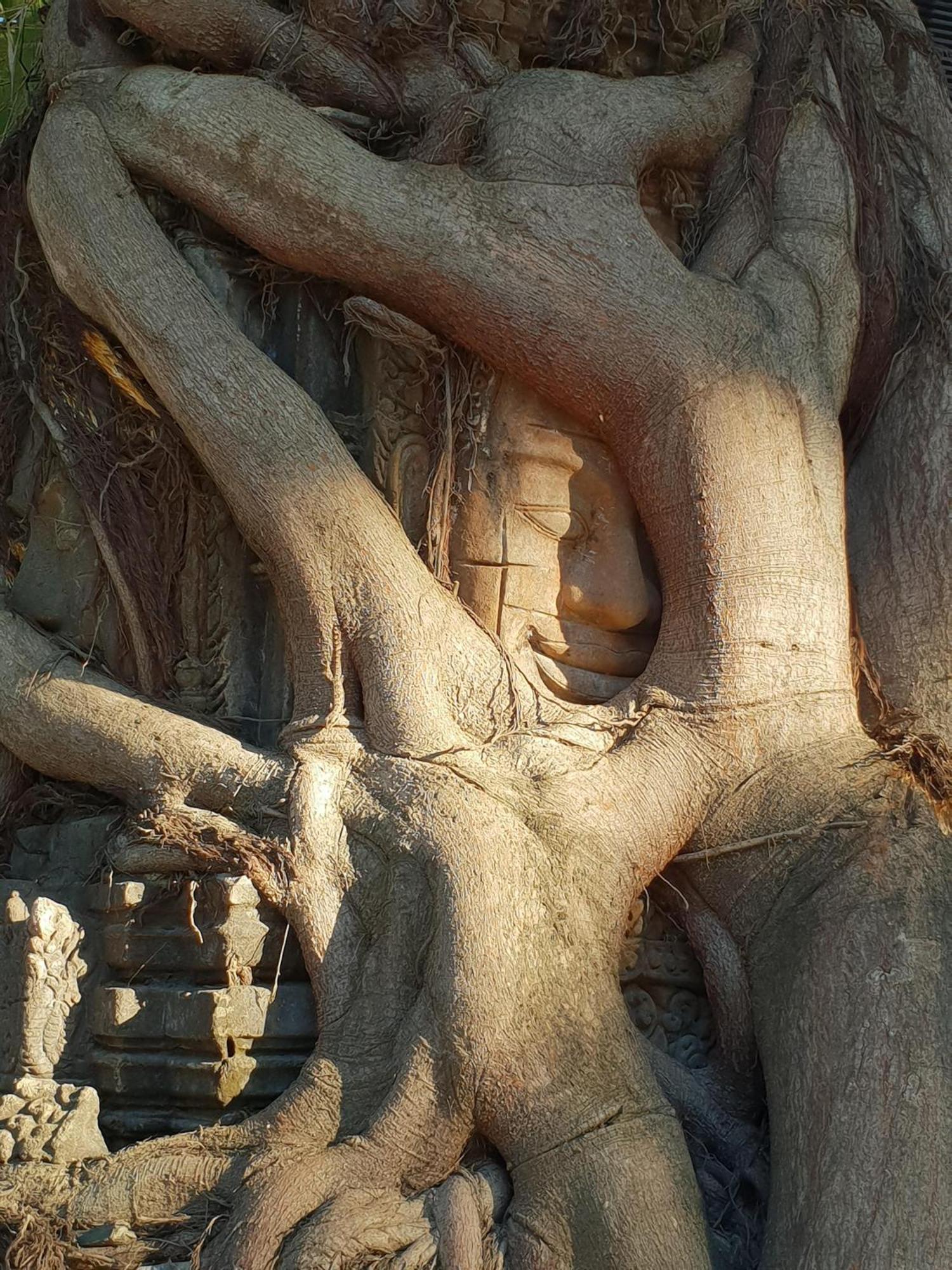 Treeline Urban Resort Siem Reap Zewnętrze zdjęcie